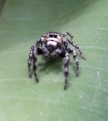 Hyllus semicupreus