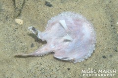 Spiny Seabat photo 2