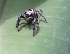 Hyllus semicupreus
