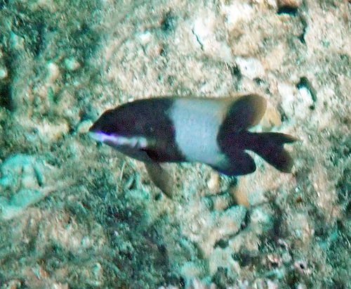 Stegastes nigricans observed 2026-10-18