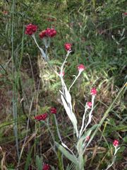 Helichrysum sanguineum