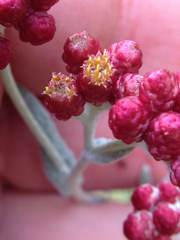 Helichrysum sanguineum