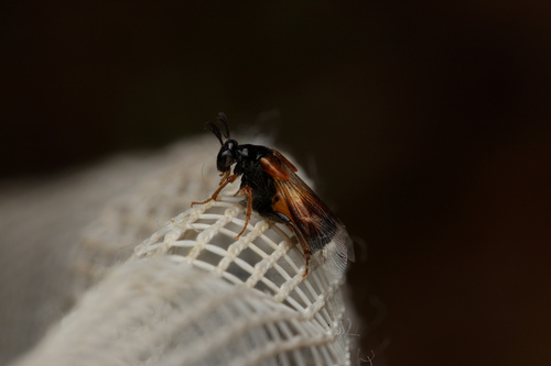 Ripiphorus