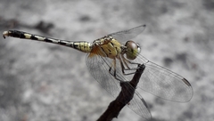 Diplacodes trivialis