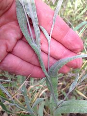 Helichrysum sanguineum