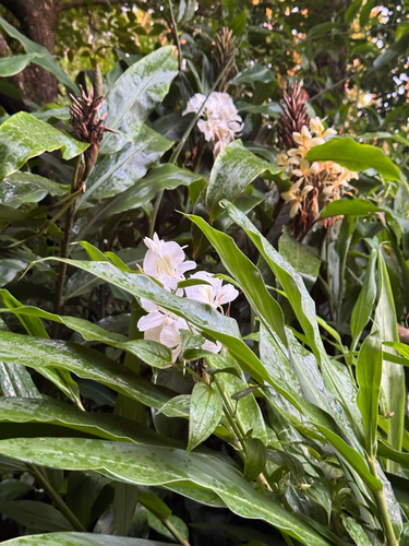 Hedychium coronarium observed 2026-10-19