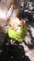 Acer glabrum