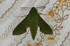 Basiothia medea