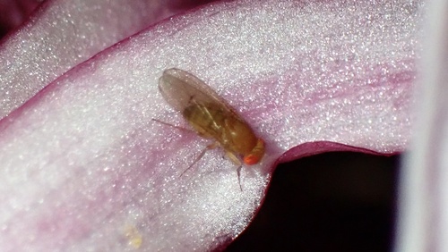 Drosophila immigrans observed 2026-10-19