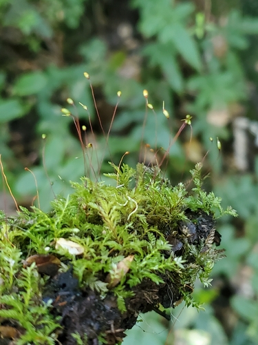 Pyrrhobryum observed 2026-10-20