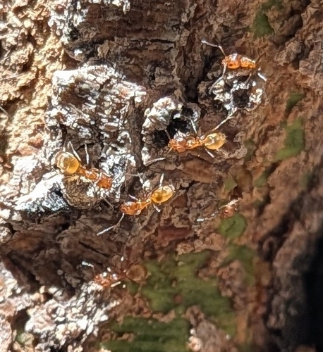 High Noon Ant