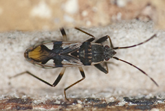 Dieuches membranaceus