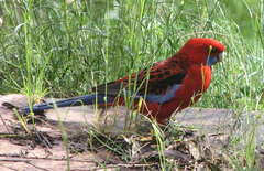 Platycercus elegans elegans