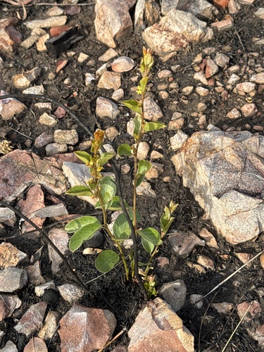 Petalostigma quadriloculare observed 2026-10-20