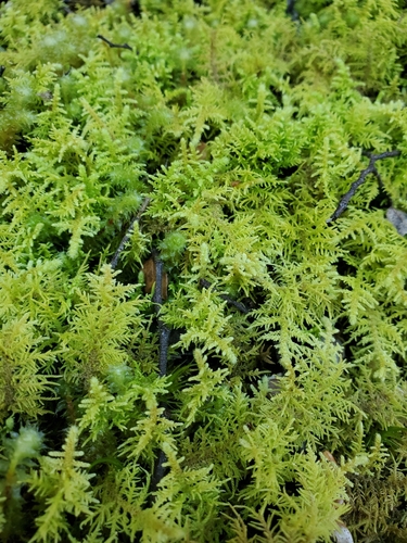 Thuidiopsis furfurosa observed 2026-10-20