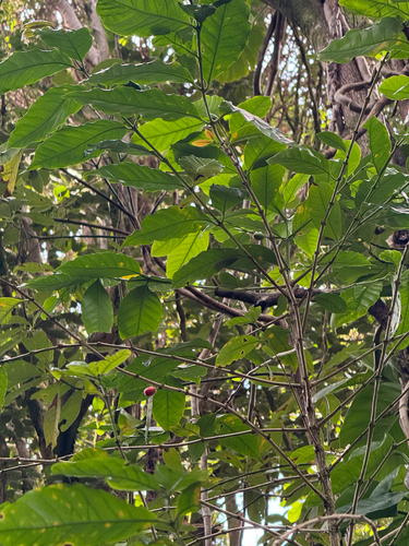 Coffea arabica, 2026-10-19