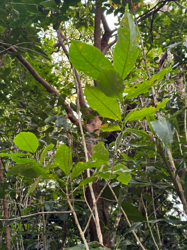 Coffea arabica, 2026-10-19