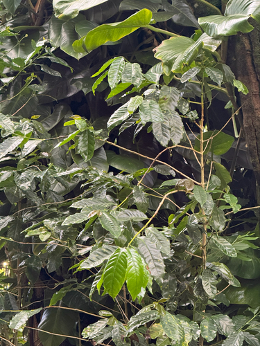 Coffea arabica, 2026-10-19