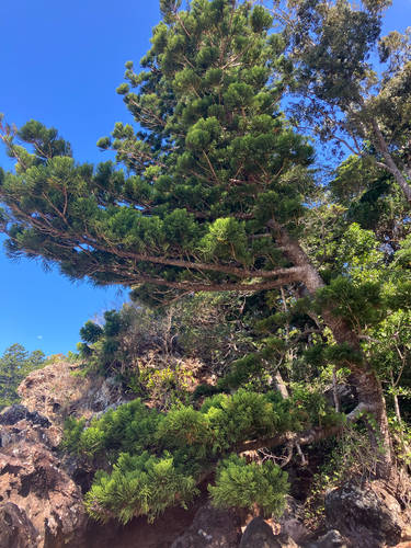 Araucaria cunninghamii observed 2026-10-20