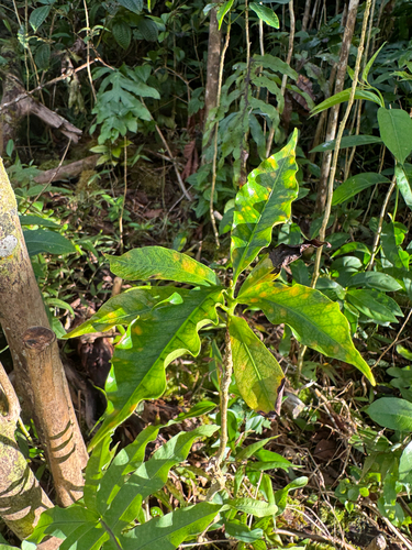 Coffea arabica, 2026-10-19