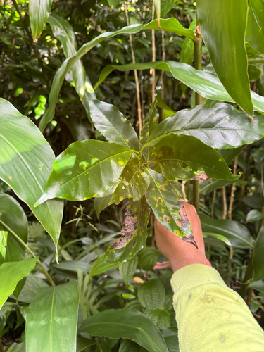 Coffea arabica, 2026-10-19