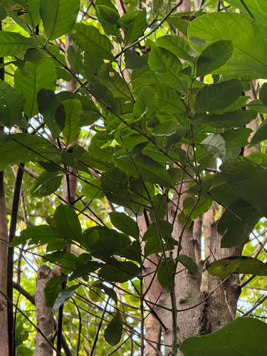 Coffea arabica observed 2026-10-19
