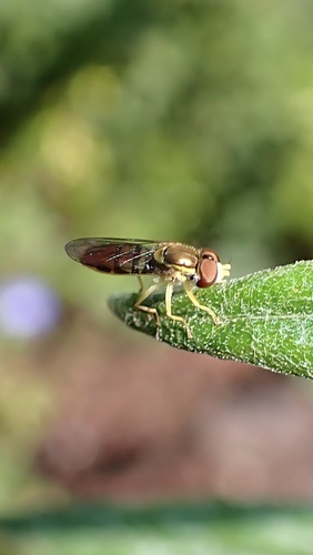 Toxomerus marginatus observed 2026-10-19