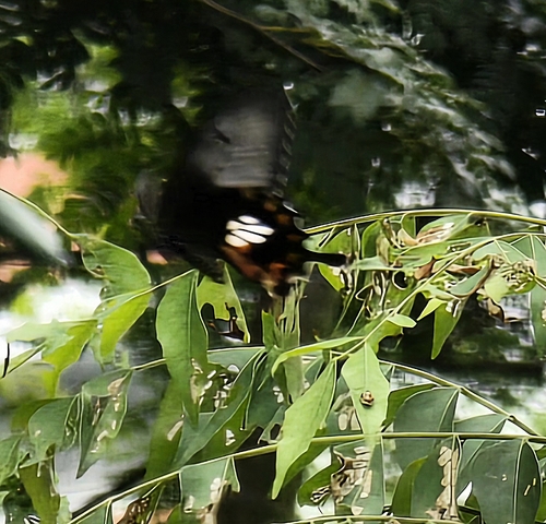 Papilio polytes