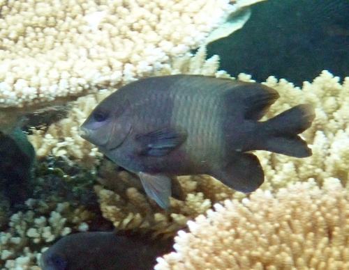 Stegastes nigricans observed 2026-10-18