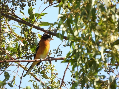 Pheucticus melanocephalus observed 2026-10-19