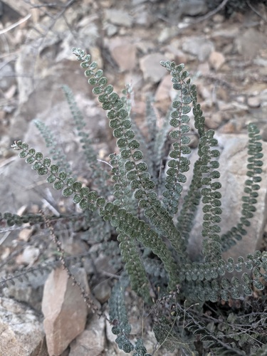 Astrolepis cochisensis, 2026-10-16