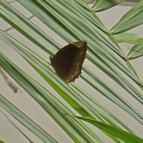 Elymnias hypermnestra