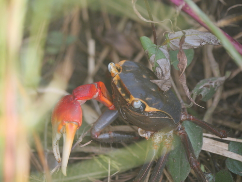 Chiromantes haematocheir observed 2026-10-20