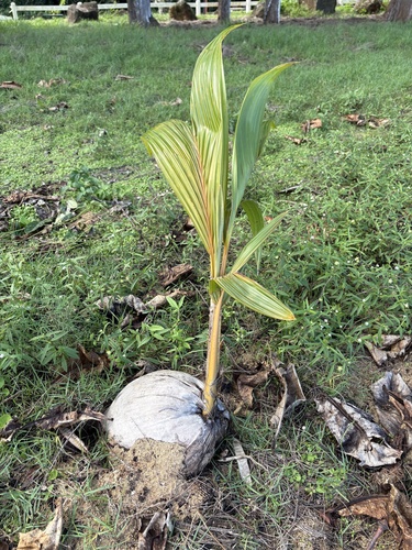 Cocos nucifera observed 2026-10-18