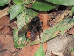 Bombus bicoloratus