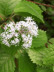Hydrangea hirta