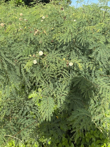 Leucaena leucocephala observed 2026-10-18