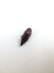Dicerca aino