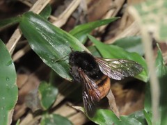 Bombus bicoloratus