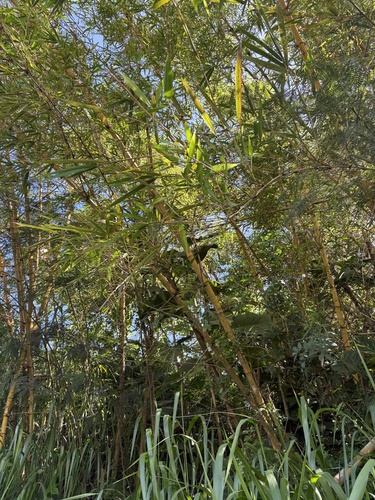 Bambusa vulgaris observed 2026-10-18