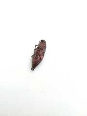 Dicerca aino