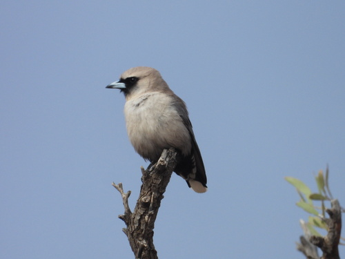 Artamus cinereus observed 2026-10-20