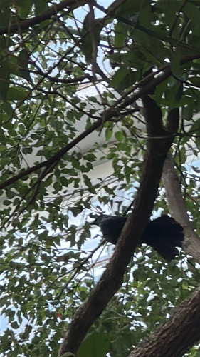 Myiophoneus observed 2026-10-19