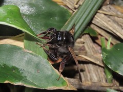 Bombus bicoloratus
