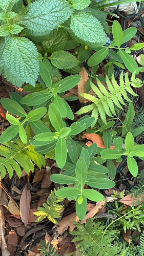 Wikstroemia indica observed 2026-10-19