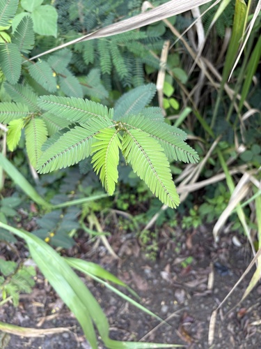 Chamaecrista nictitans observed 2026-10-18