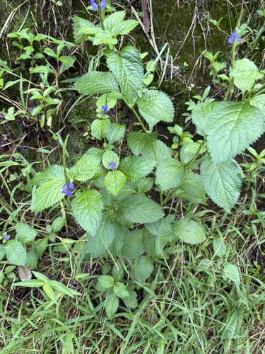 Stachytarpheta cayennensis observed 2026-10-18