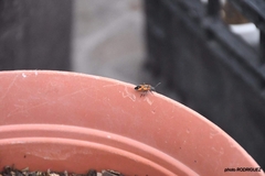 Lygaeus reclivatus