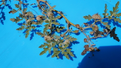 Neurada procumbens
