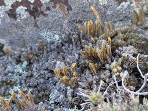 Selaginella densa observed 2026-10-19